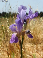 Iris mesopotamica