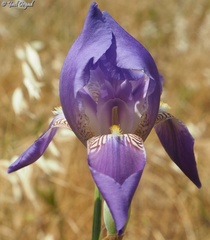 Iris mesopotamica