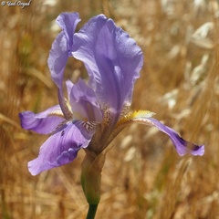 Iris mesopotamica