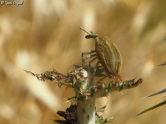 Larinus onopordi