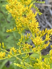 Solidago chapmanii image
