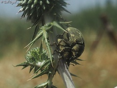 Larinus onopordi