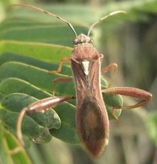Mirperus jaculus