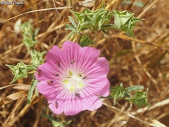 Malva punctata