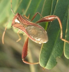 Mirperus jaculus