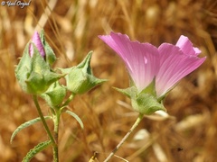 Malva punctata