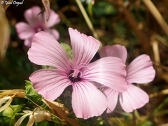 Malva trimestris