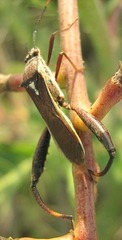 Mirperus jaculus