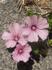 Malva trimestris
