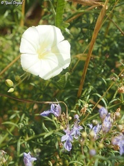 Convolvulus palaestinus