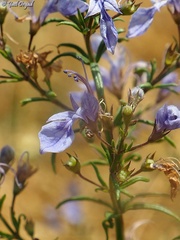 Teucrium procerum