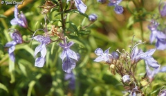 Teucrium procerum