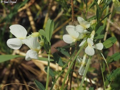 Vicia galeata