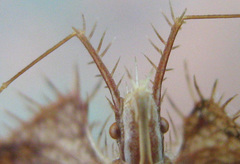 Pephricus