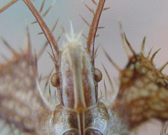 Pephricus