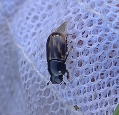 Chilothorax