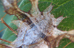 Pephricus