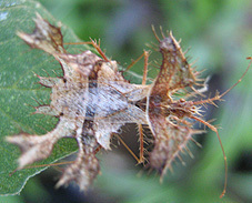 Pephricus