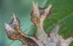 Pephricus