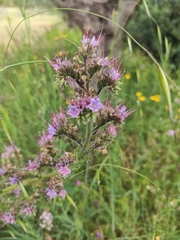 Echium lusitanicum