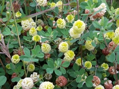 Trifolium campestre