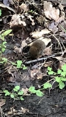 Clethrionomys glareolus