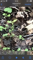 Clethrionomys glareolus