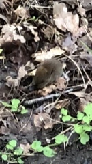 Clethrionomys glareolus