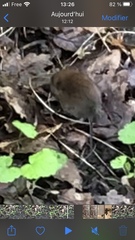 Clethrionomys glareolus