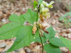 Vicia oroboides