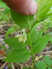 Vicia oroboides