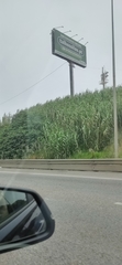 Arundo donax