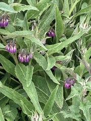 Symphytum officinale