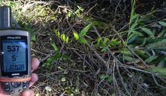 Acrostichum speciosum
