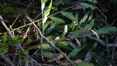Acrostichum speciosum