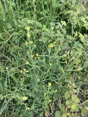 Sisymbrium officinale