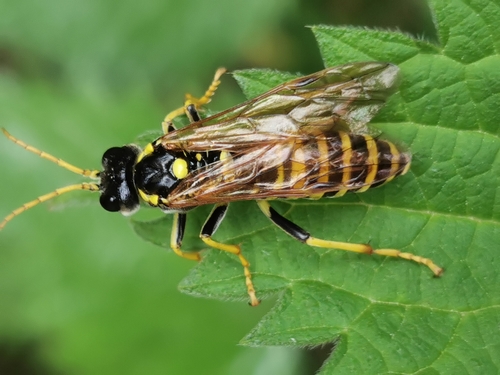 Tenthredo vespiformis