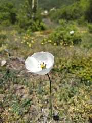 Papaver albiflorum