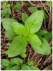 Spermacoce latifolia