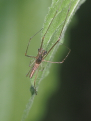 Tetragnatha ceylonica