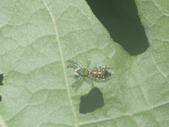 Cosmophasis valerieae