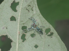 Cosmophasis valerieae