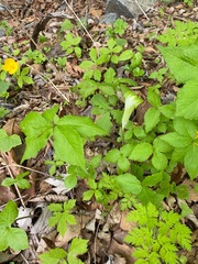 Arisaema amurense