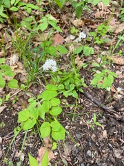 Thalictrum filamentosum