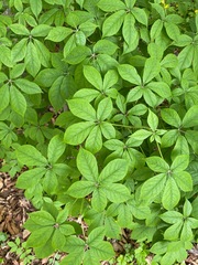 Eleutherococcus senticosus