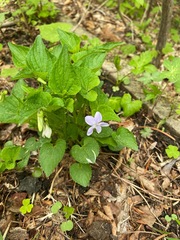 Viola acuminata
