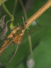 Oxyopes birmanicus