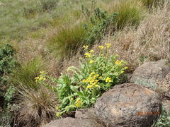 Helichrysum tenax