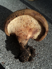 Paxillus