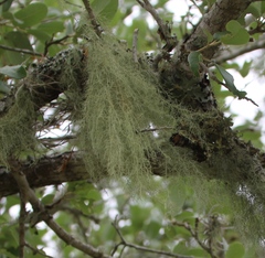 Usnea trichodea